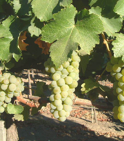 White Grapes for White Wine